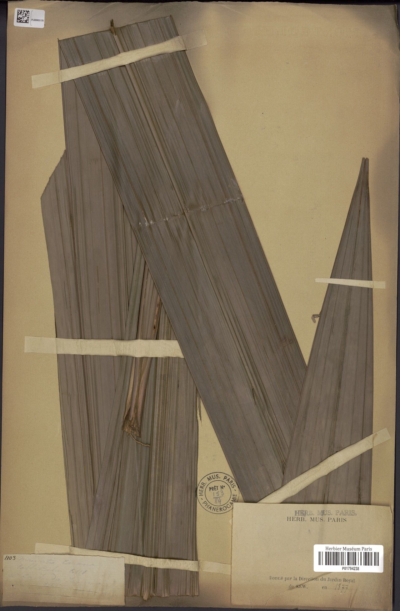 Mauritia carana — related species from the same genus