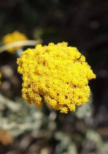 Helichrysum subglomeratum — search result for 'Helichrysum'