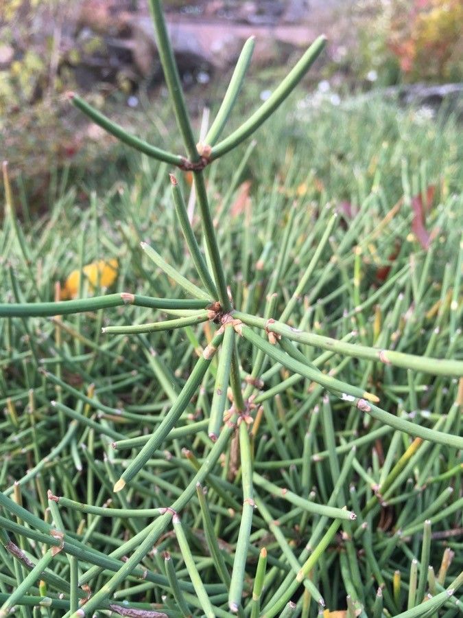 Ephedra gerardiana habit