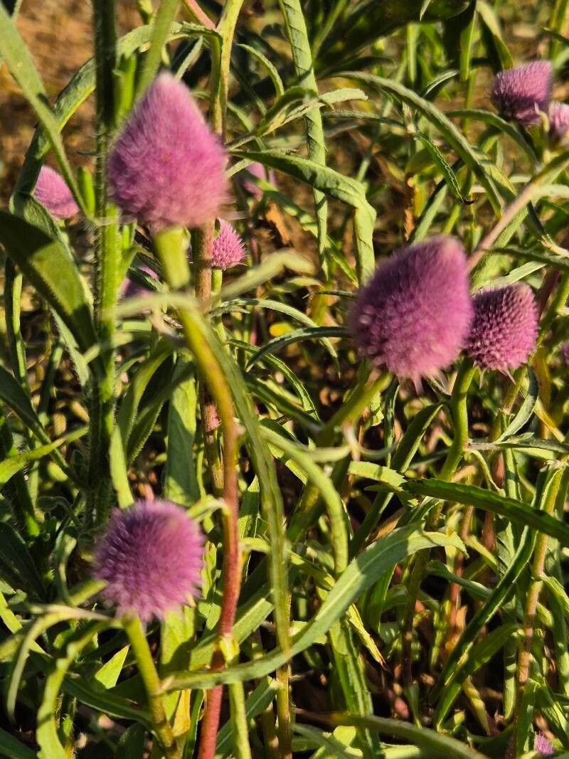 Sphaeranthus kirkii flower