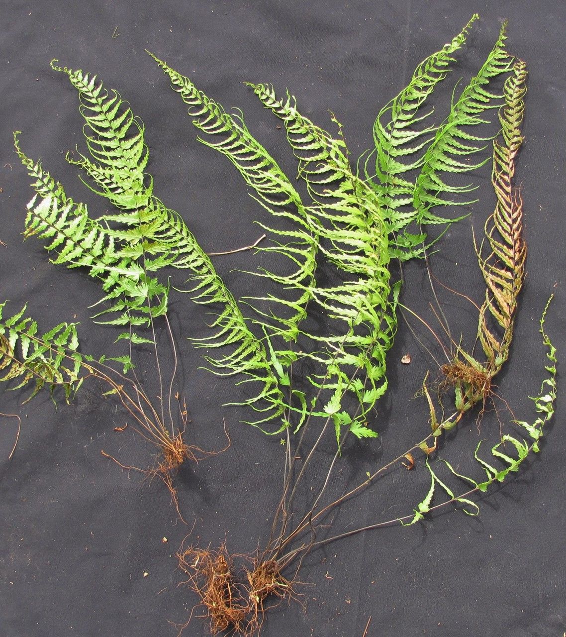 Asplenium dissectum — houseplant care guide