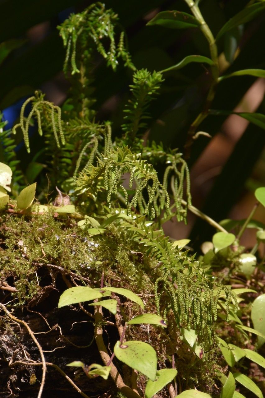 Phlegmariurus phlegmaria habit