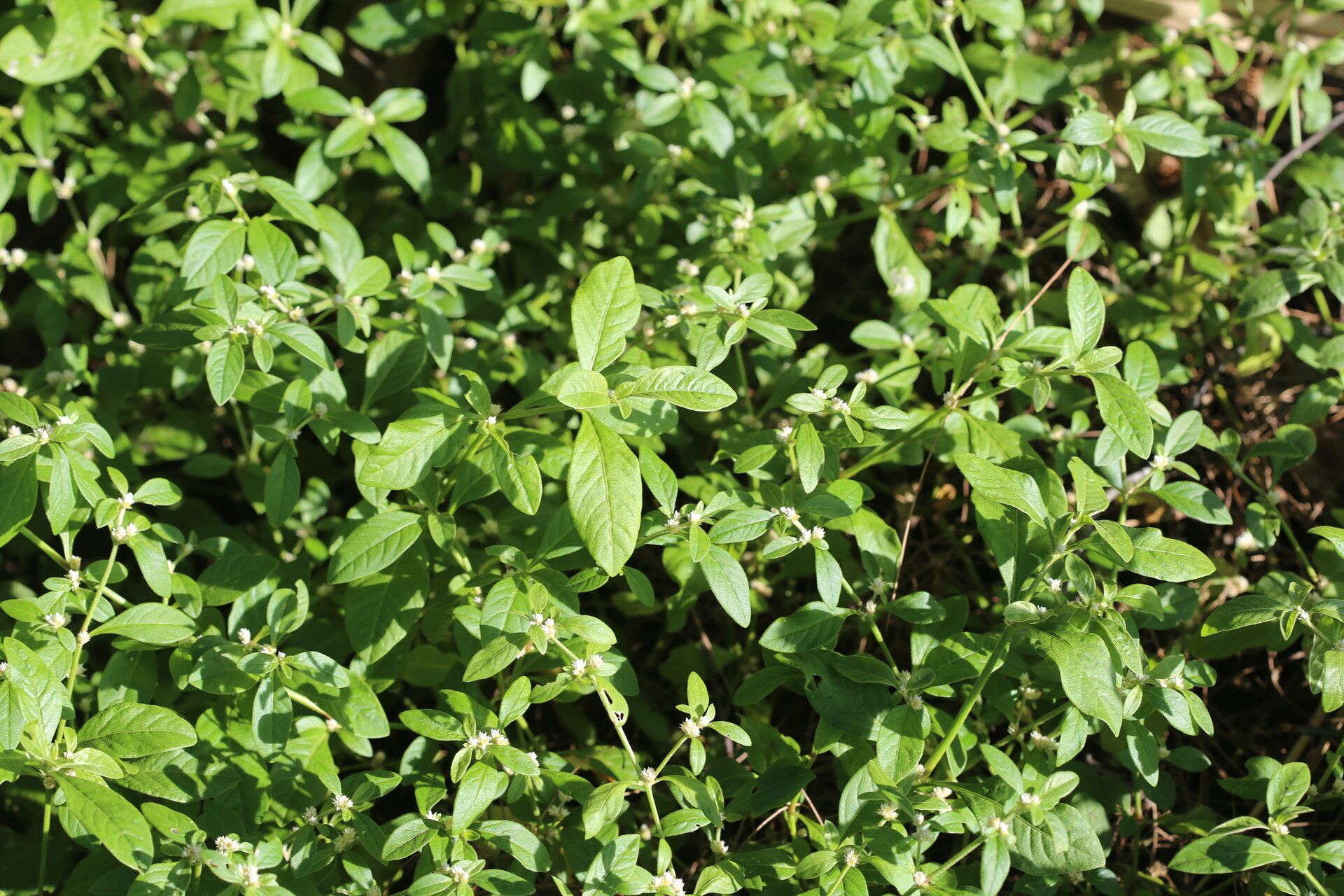 Alternanthera denticulata habit