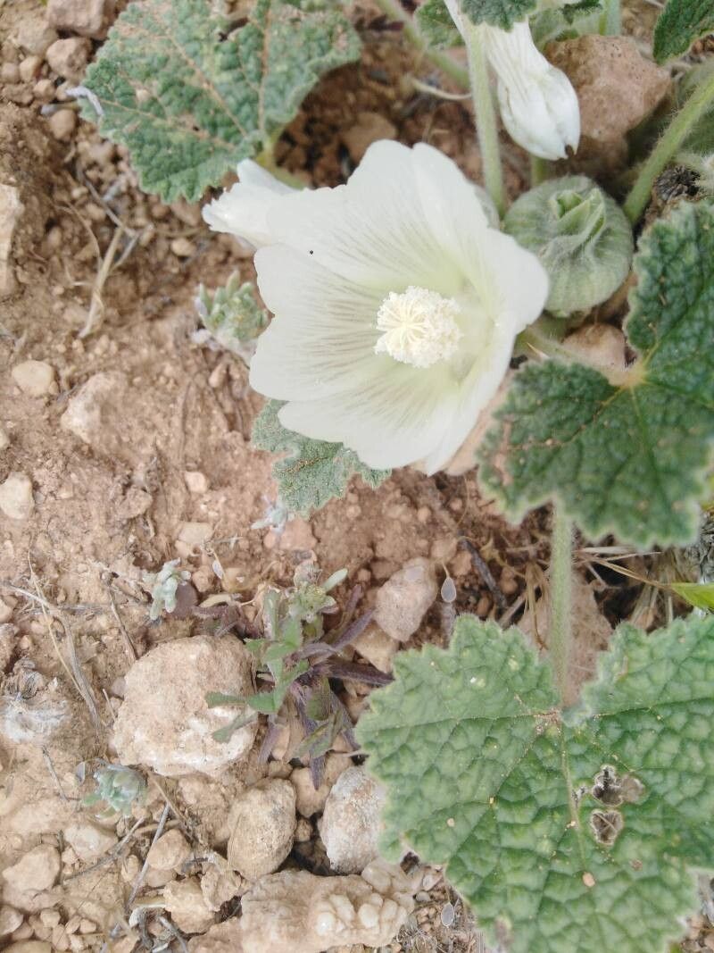 Alcea acaulis flower