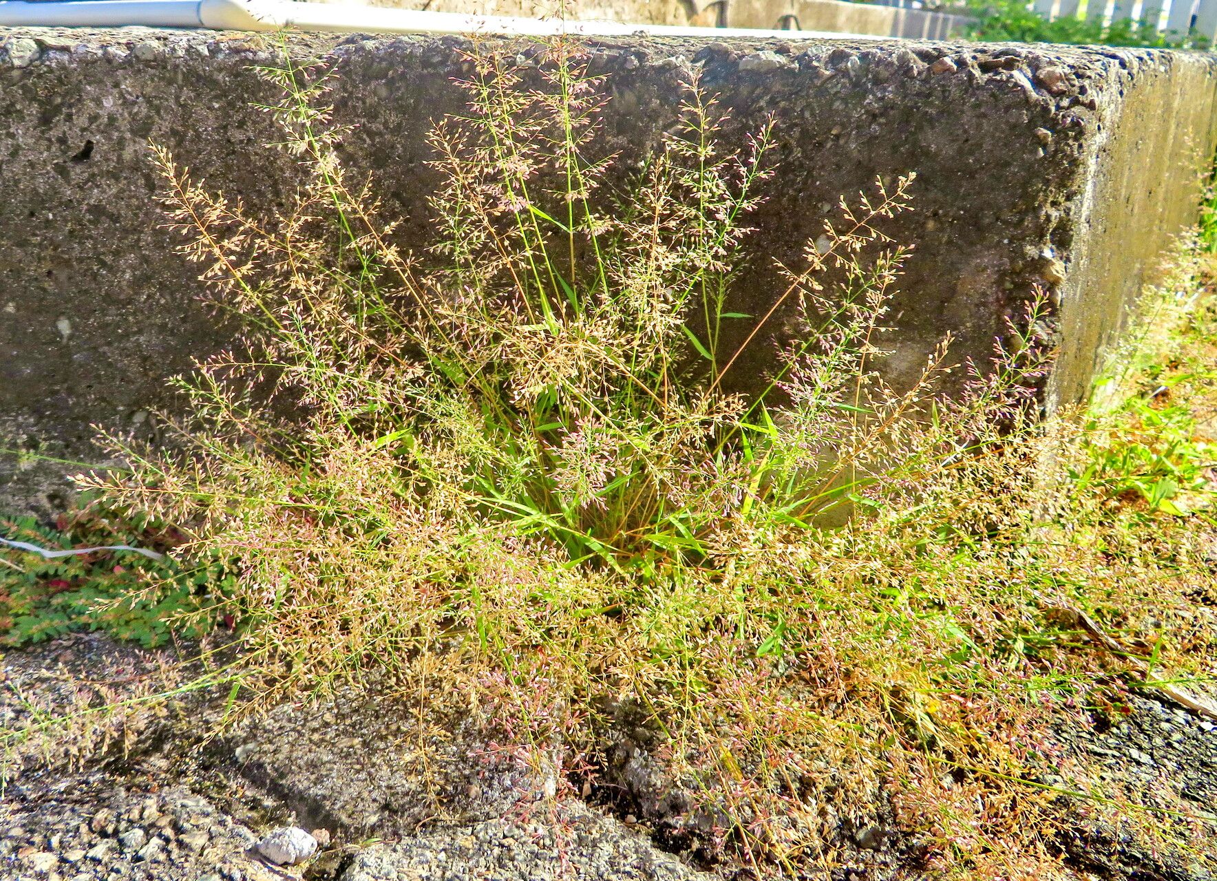 Sporobolus pyramidatus habit