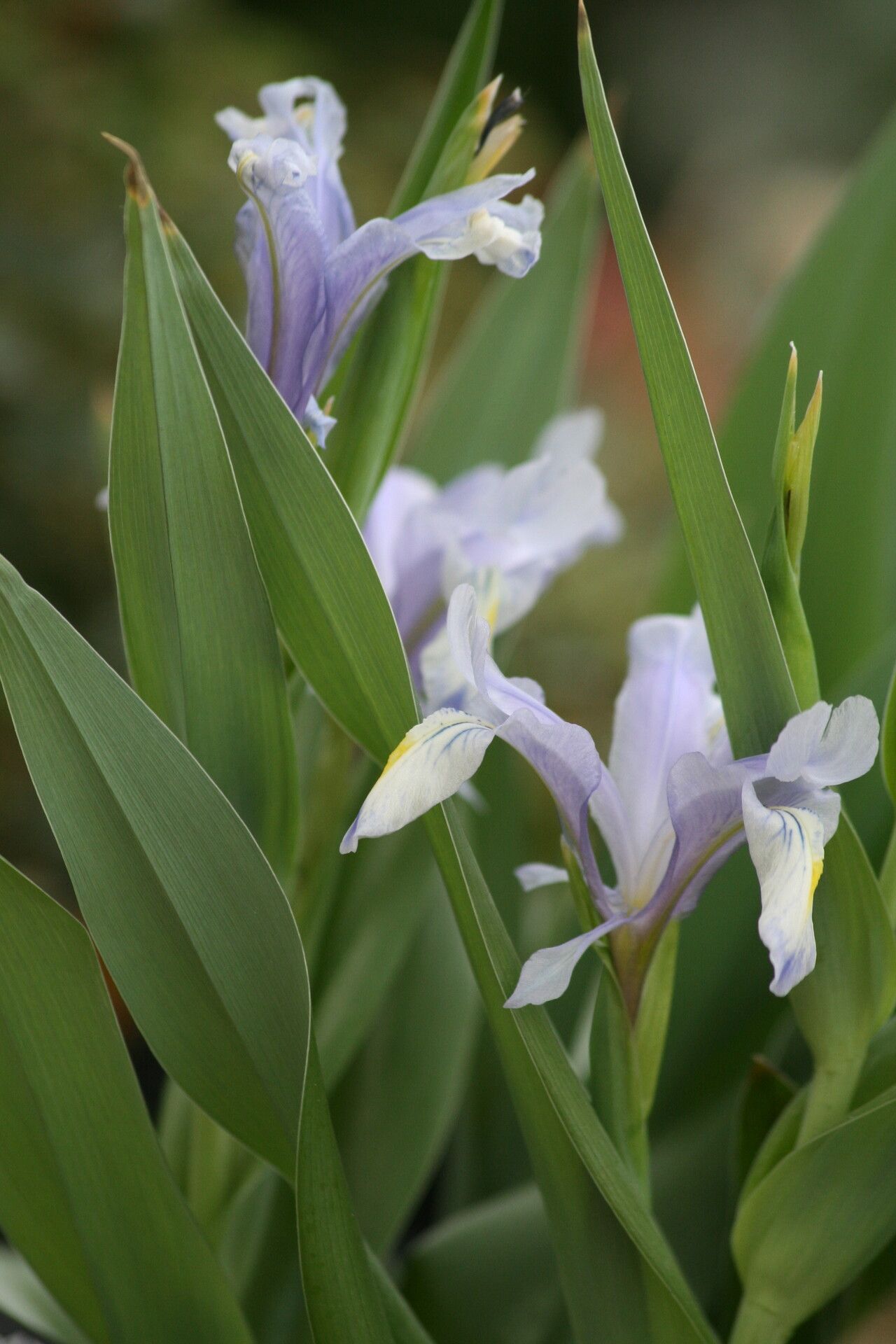 Iris graeberiana — houseplant care guide
