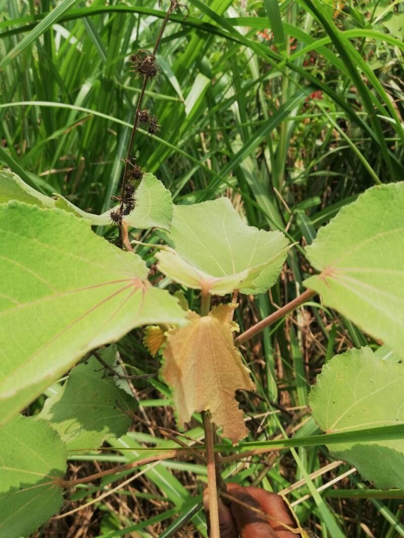 Triumfetta cordifolia leaf