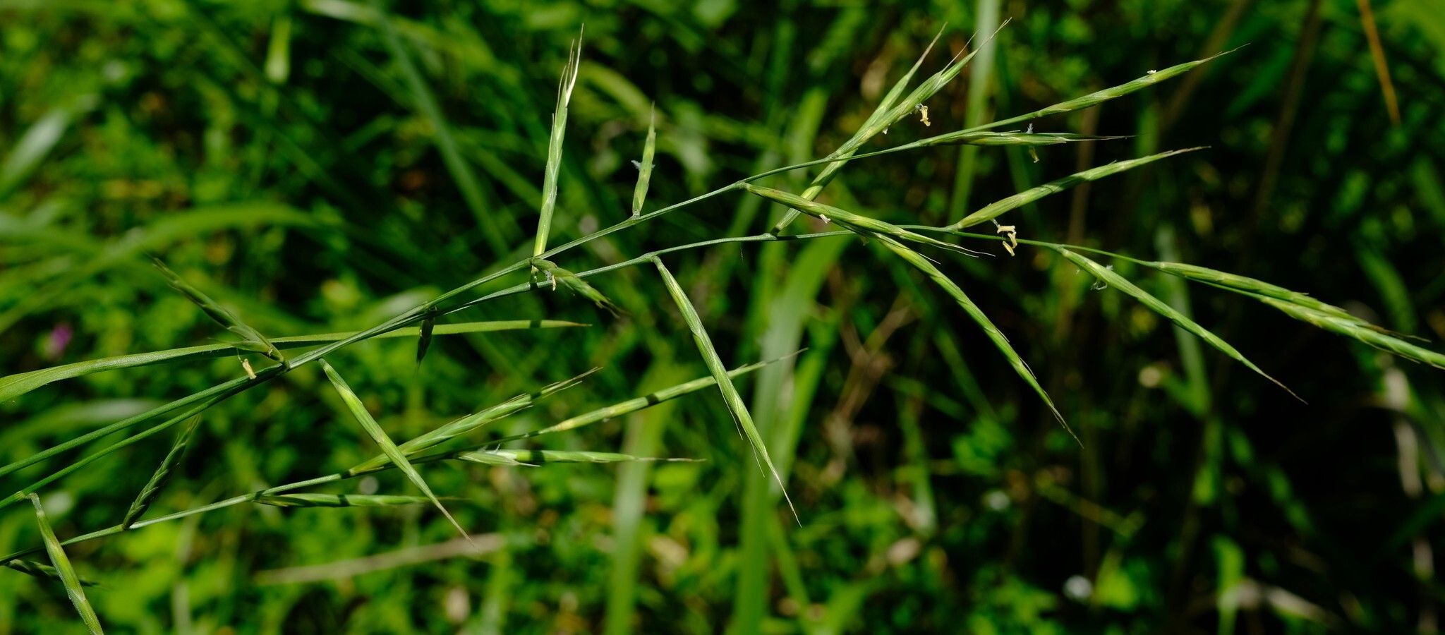 Brachypodium flexum — related species from the same genus