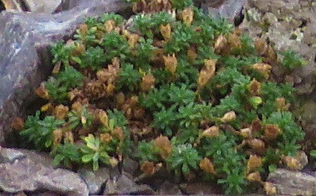 Gutierrezia baccharoides — related species from the same genus