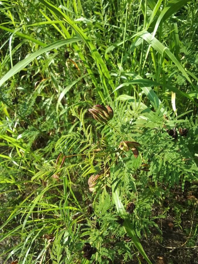 Desmanthus illinoensis fruit