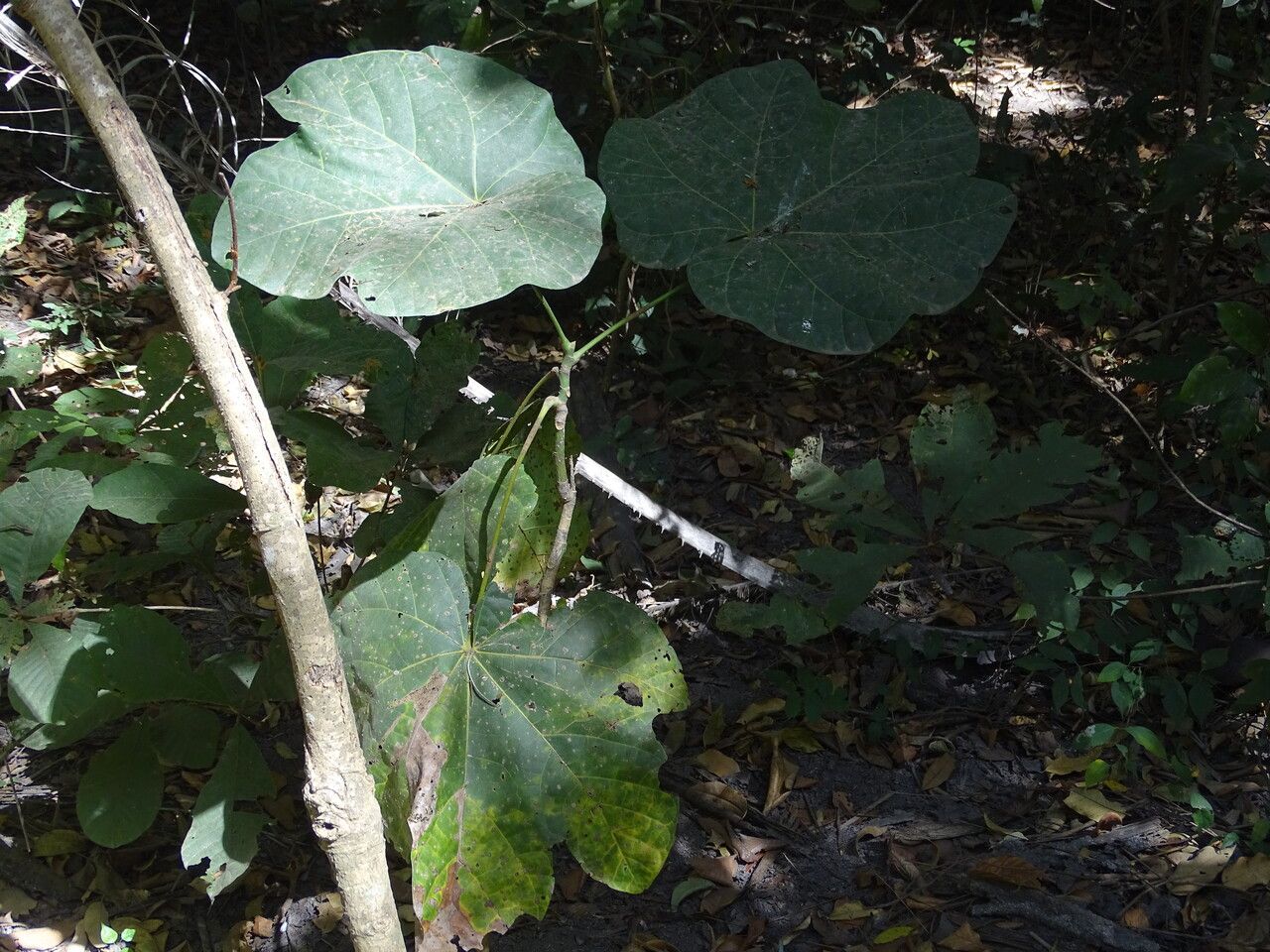 Cola cordifolia — houseplant care guide