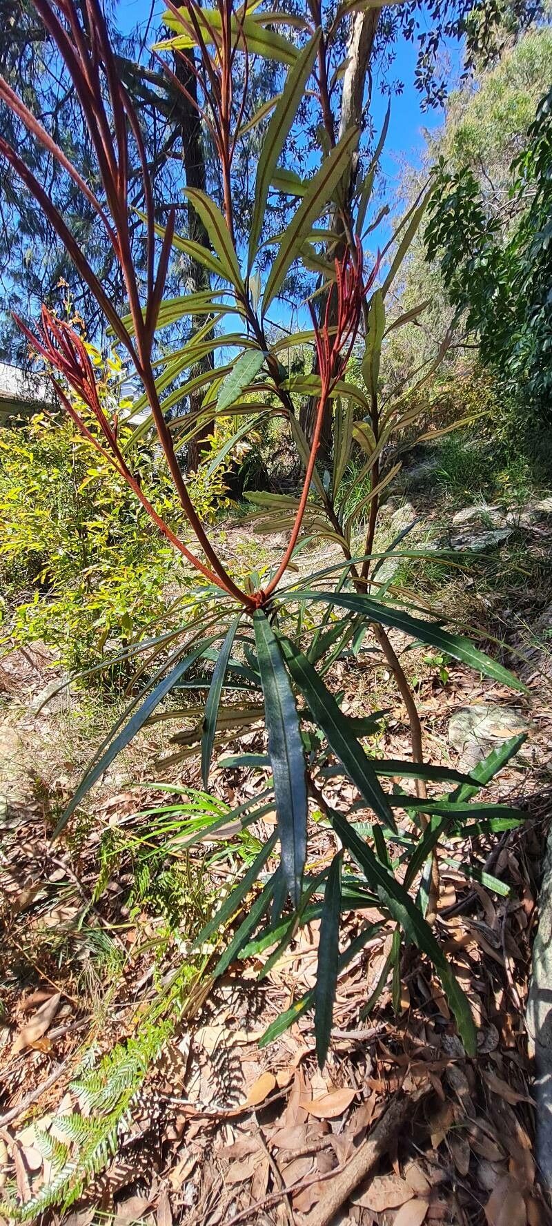 Banksia plagiocarpa — search result for 'Banksia'