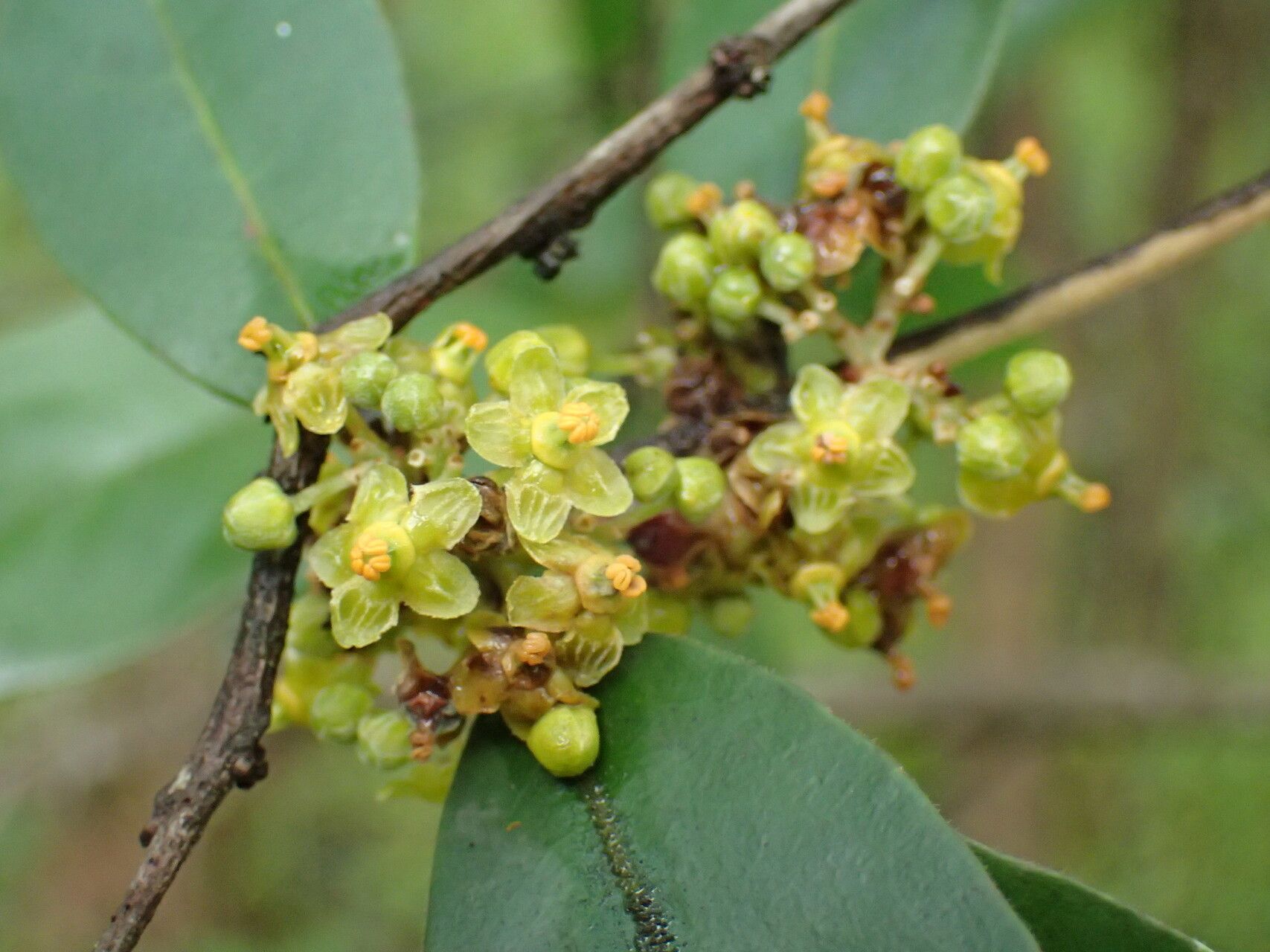 Salacia rhodesiaca flower
