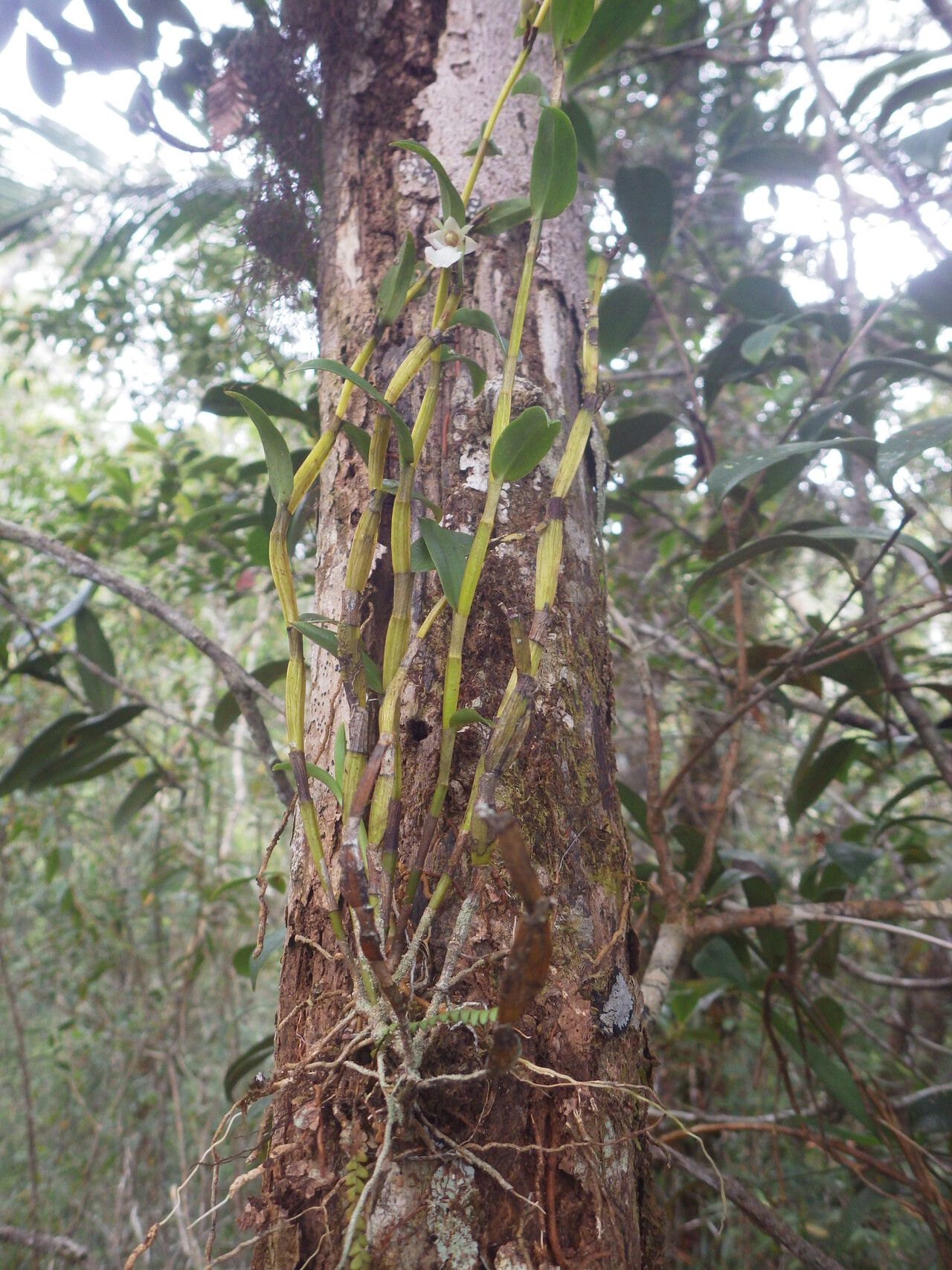 Dendrobium taeniocaule habit