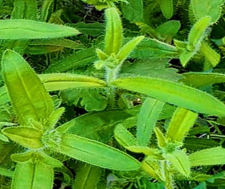 Cryptantha barbigera — related species from the same genus