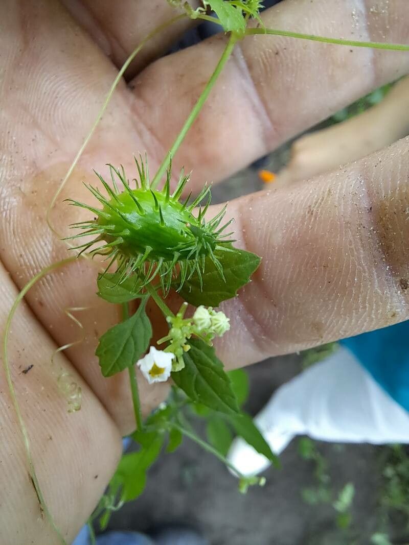 Cyclanthera langaei fruit