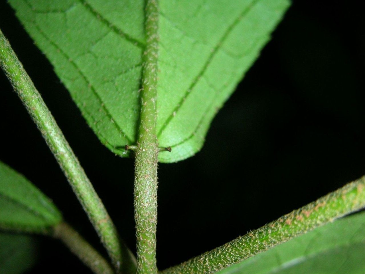 Croton brevipes bark