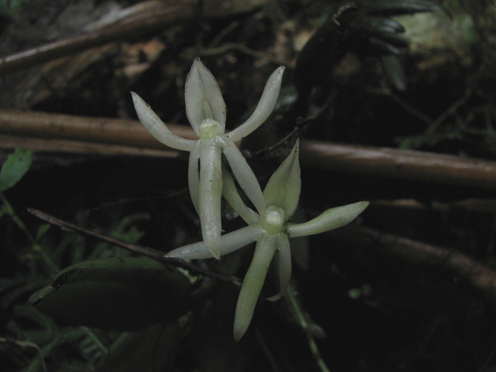 Angraecum egertonii — houseplant care guide