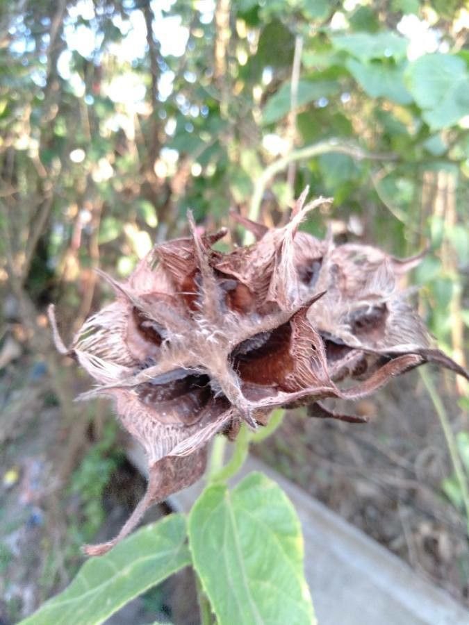 Abroma augusta flower