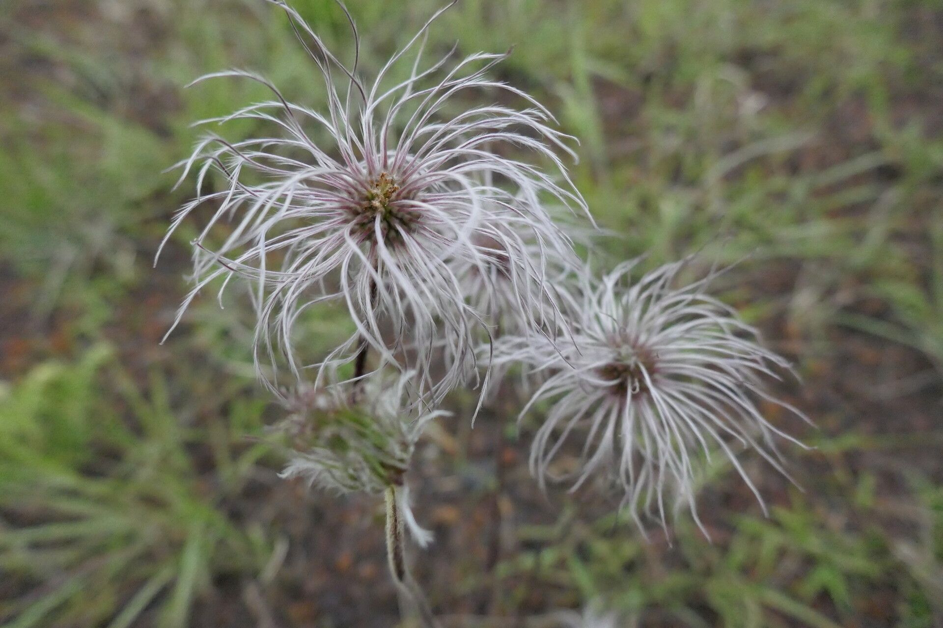 Clematis oligophylla — houseplant care guide