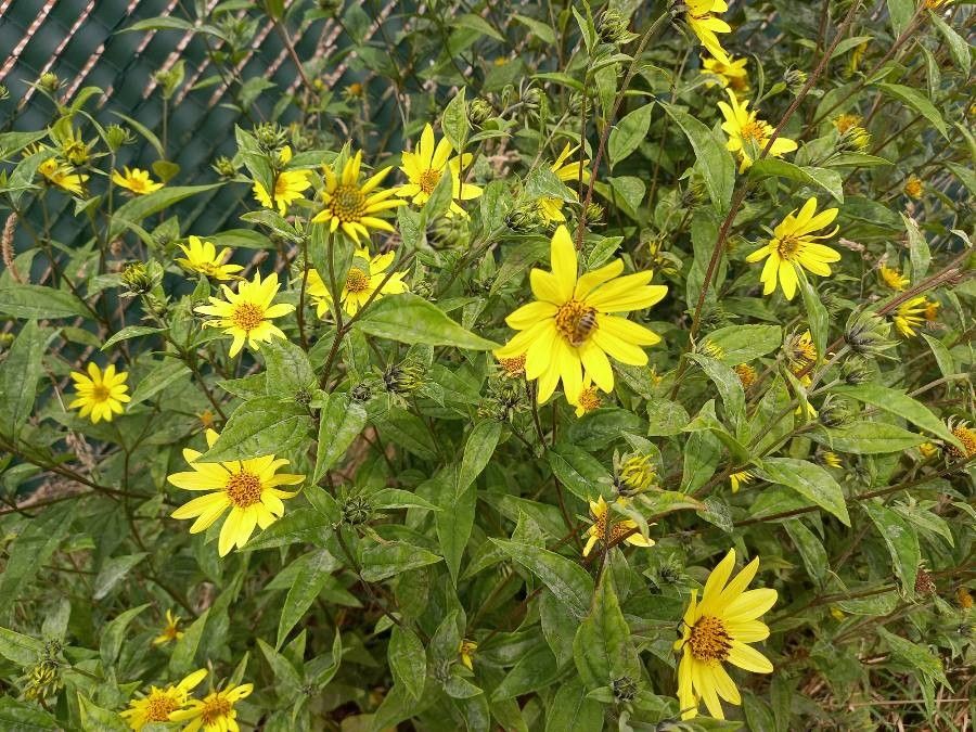 Helianthus strumosus leaf