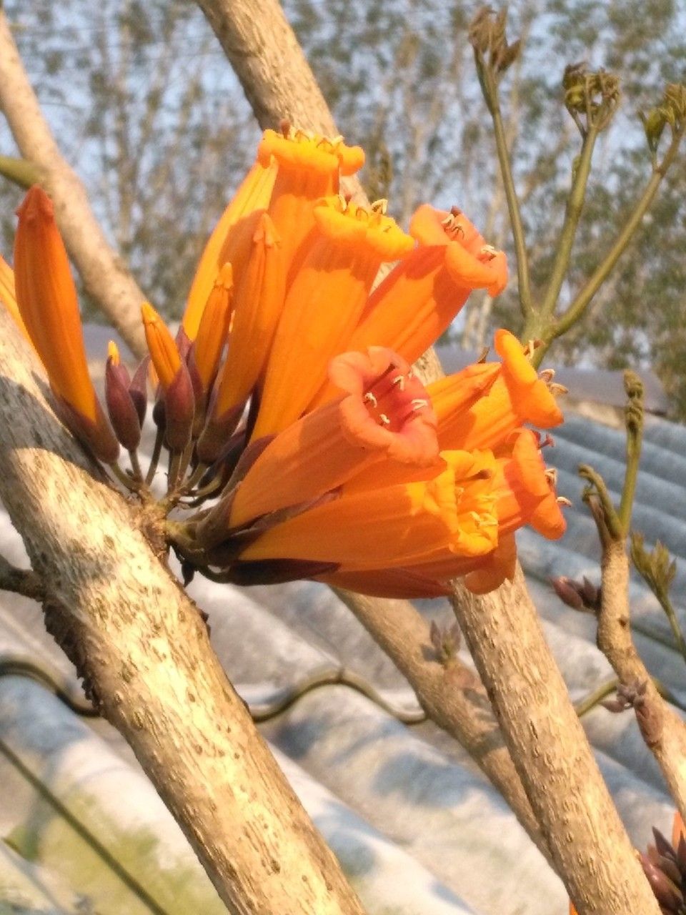Mayodendron igneum flower