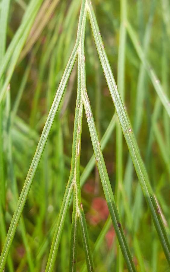 Grevillea johnsonii — search result for 'Proteaceae'