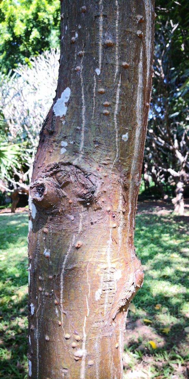 Erythrina stricta bark