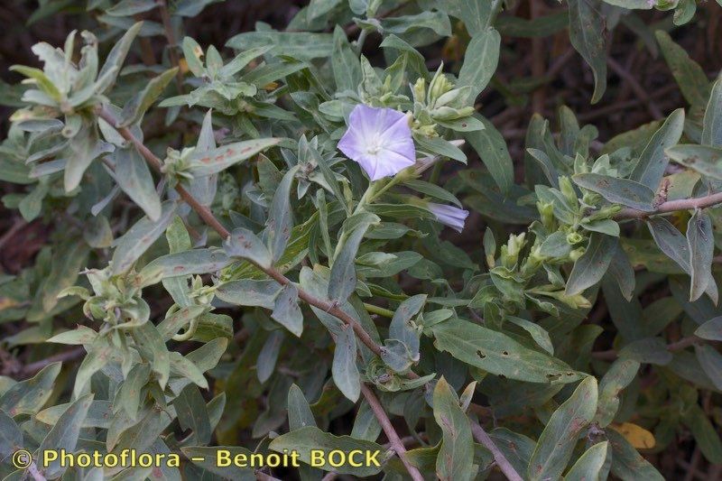 Convolvulus perraudieri — search result for 'Convolvulus'