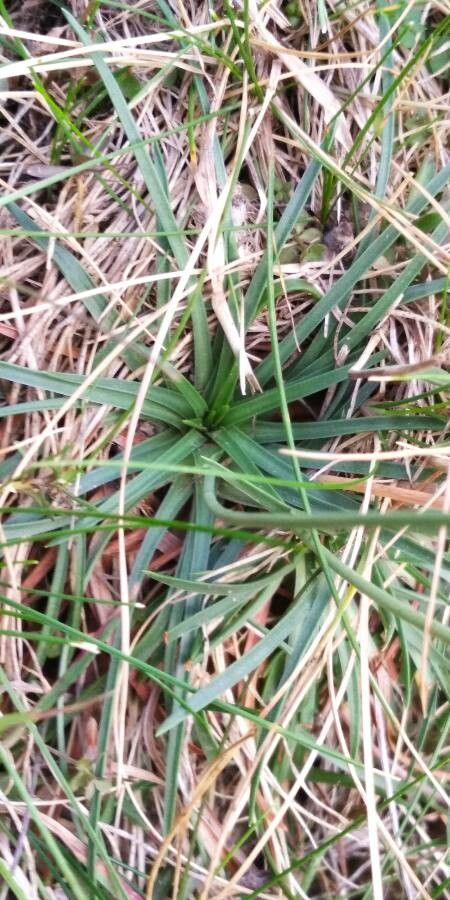 Armeria bigerrensis — houseplant care guide