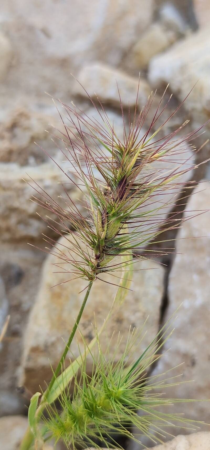 Aegilops kotschyi fruit