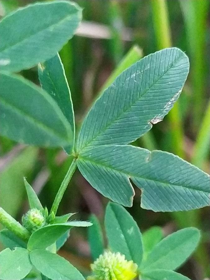 Trifolium spadiceum — search result for 'Trifolium'