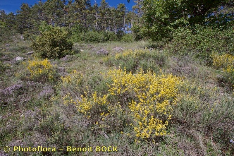 Genista ausetana habit