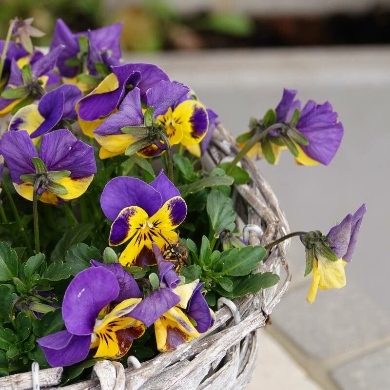 Viola × williamsii flower