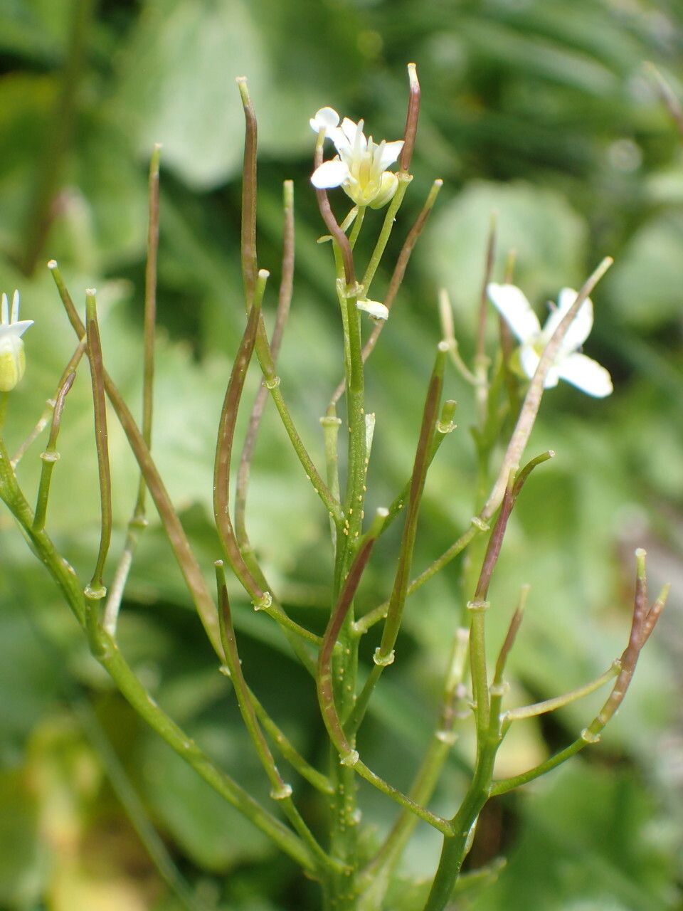 Cardamine asarifolia fruit