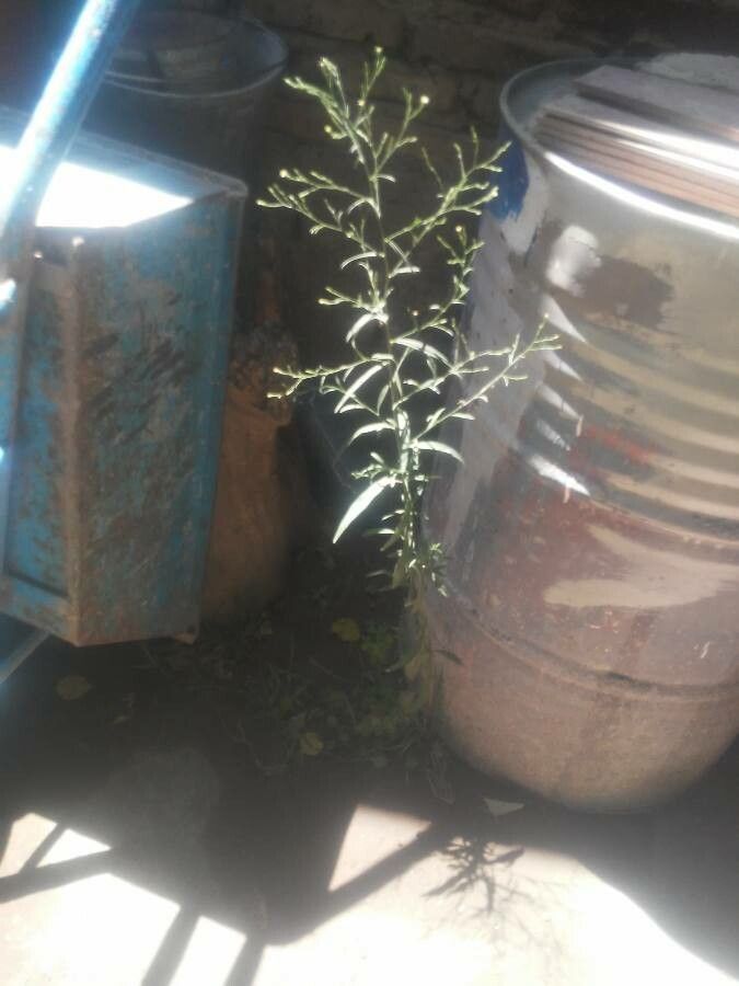 Aster subulatus habit