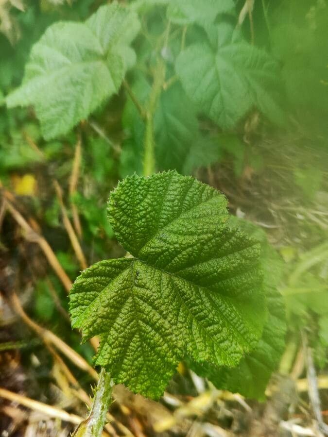 Rubus moluccanus leaf