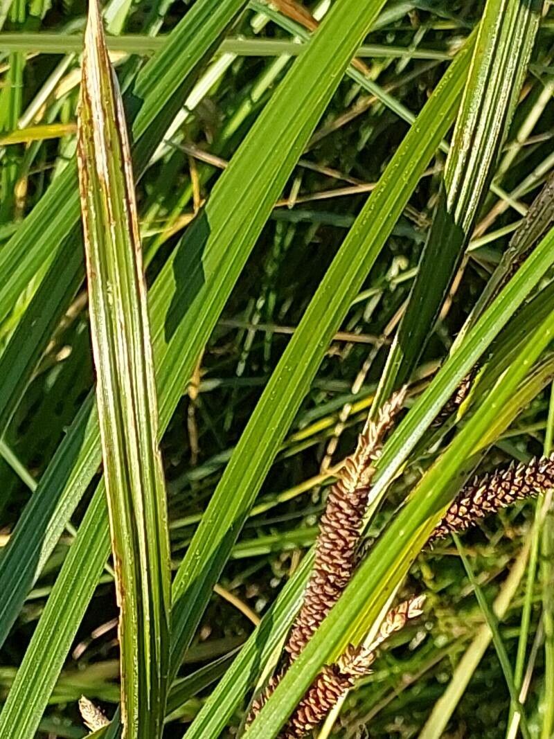 Carex acuta fruit