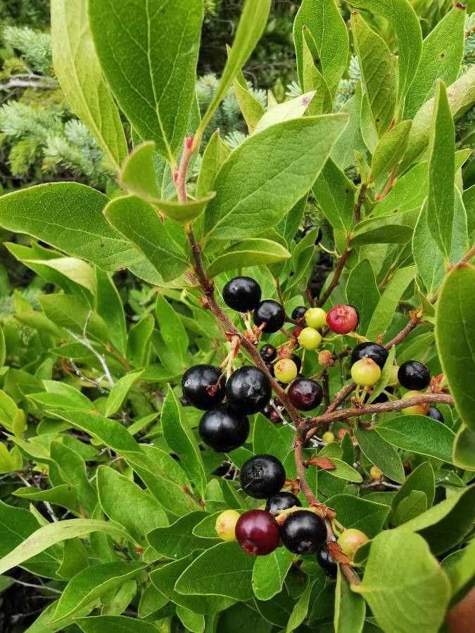 Gaylussacia baccata fruit