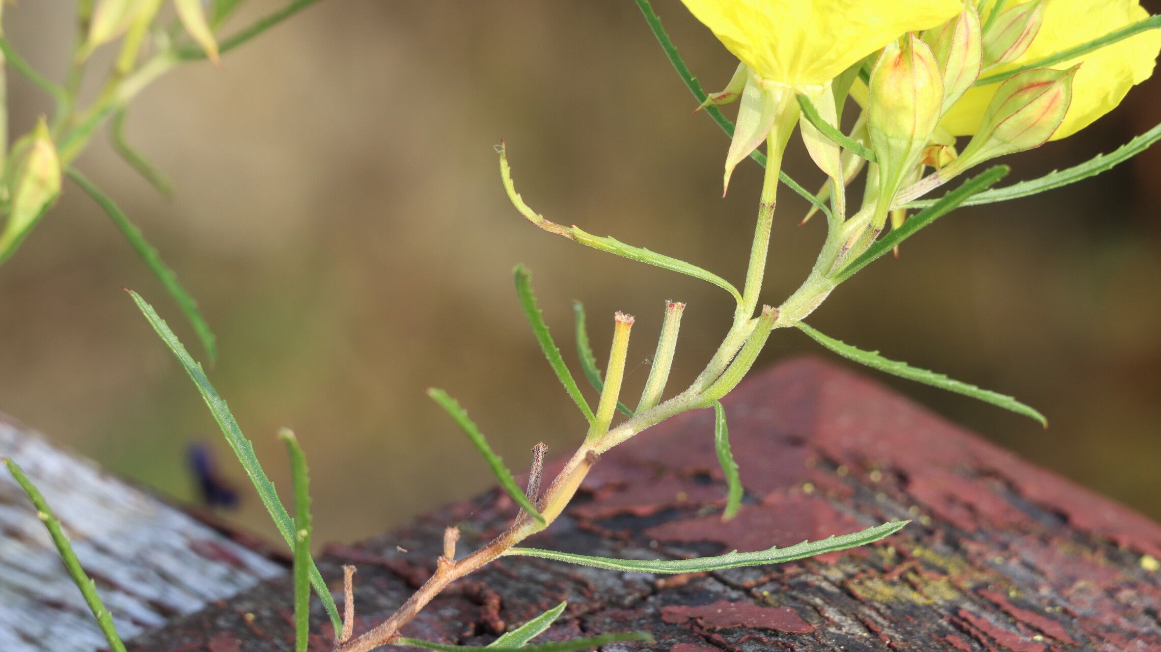 Oenothera hartwegii fruit