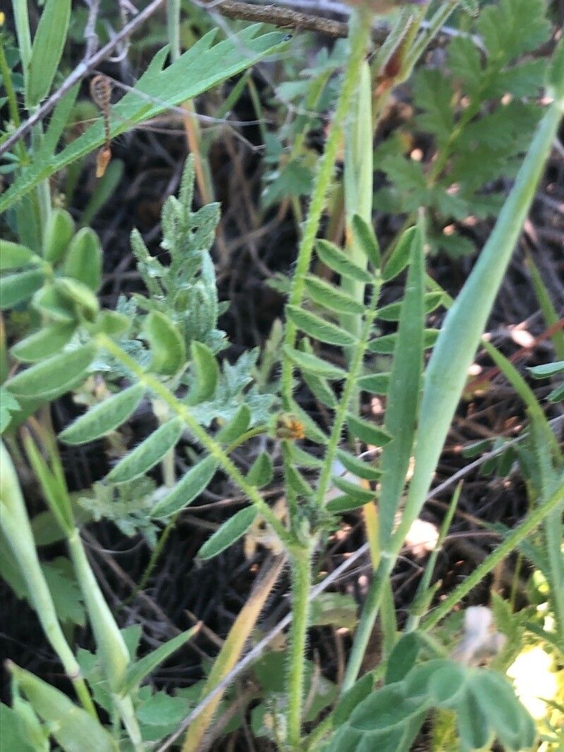 Astragalus stella — houseplant care guide