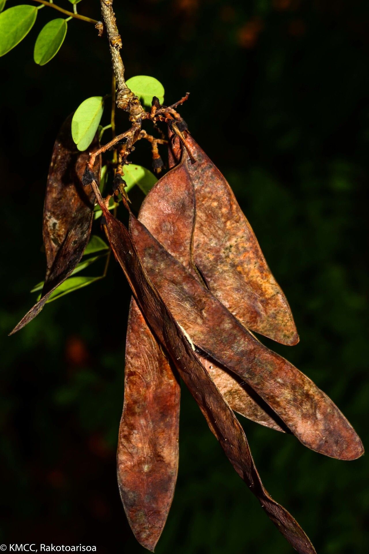 Dalbergia tsiandalana fruit