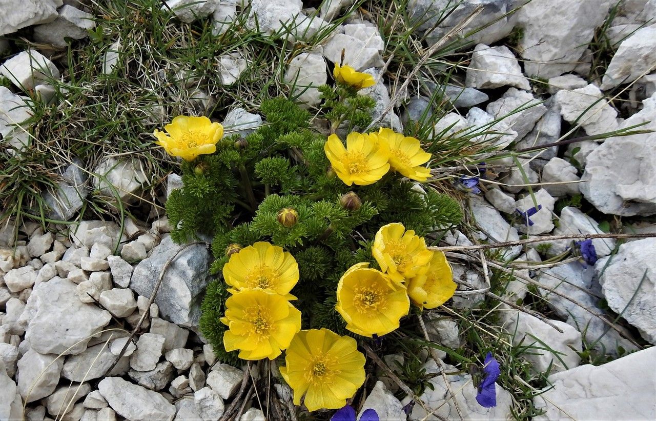 Adonis distorta flower