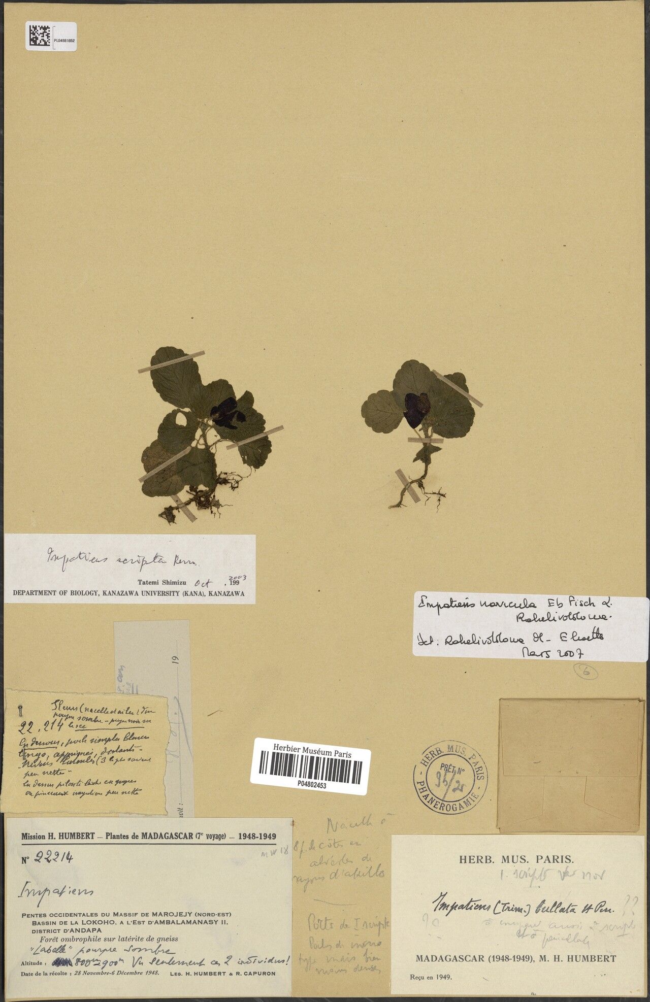 Impatiens navicula — houseplant care guide