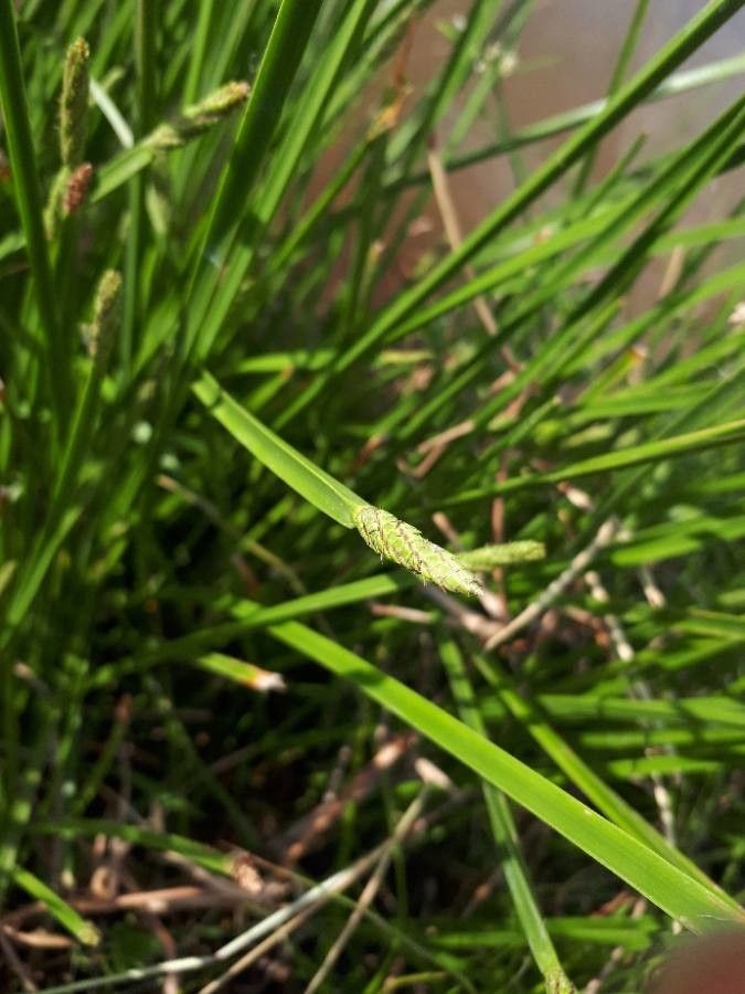 Eleocharis palustris leaf