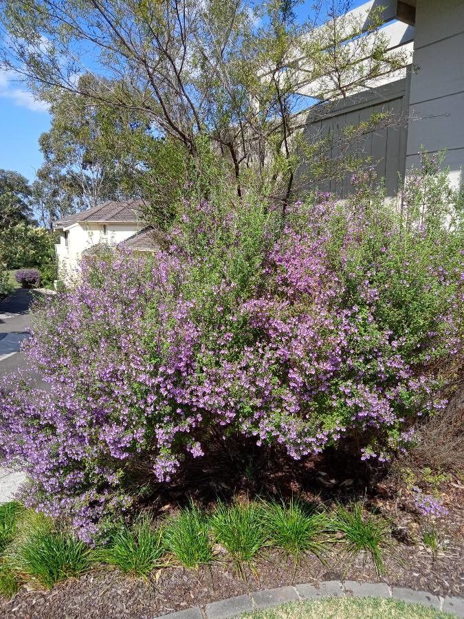 Prostanthera incisa habit