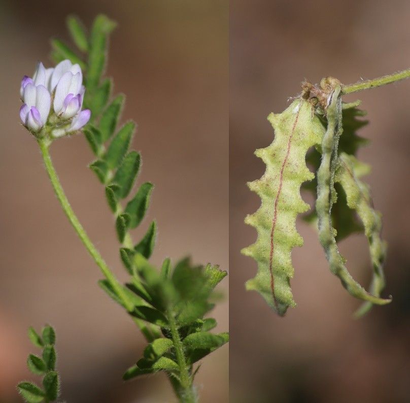Biserrula pelecinus leaf