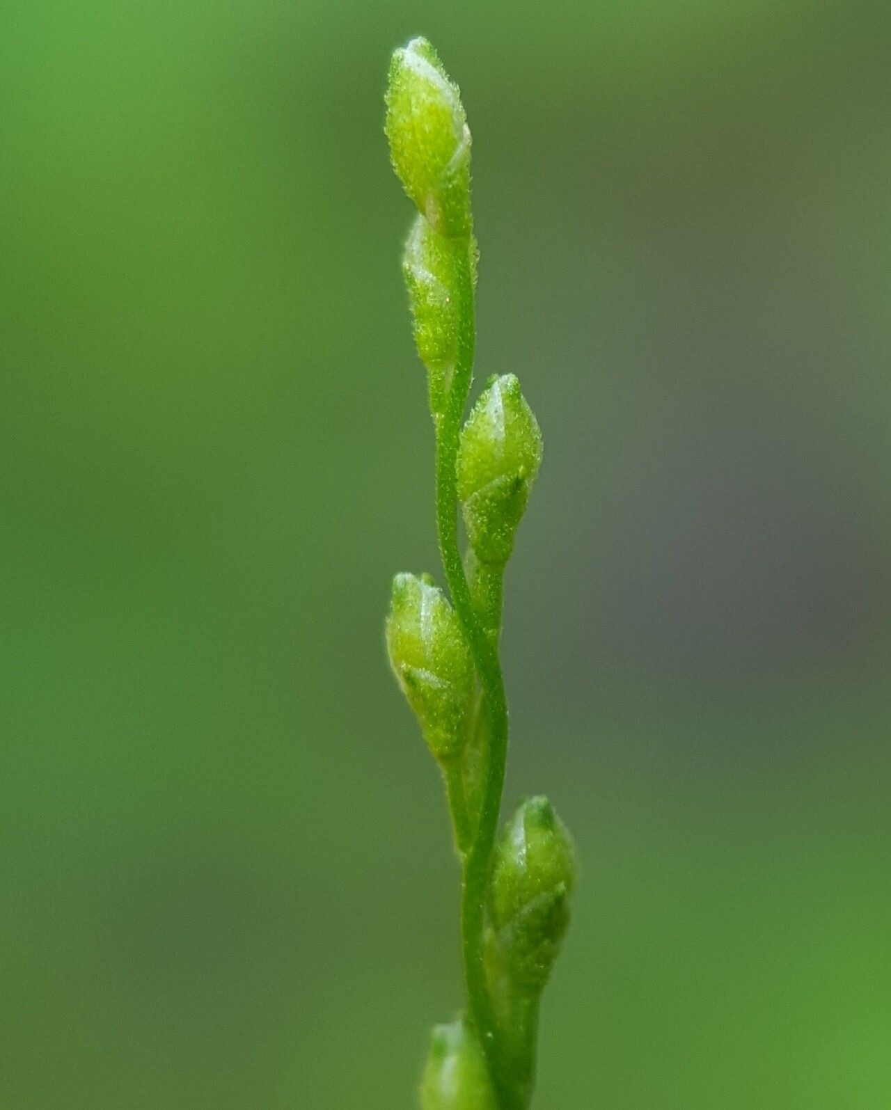 Acroceras elegans flower