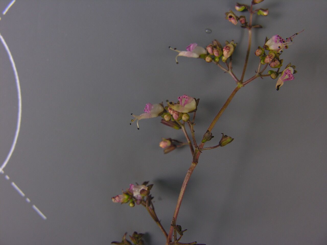 Isodon scrophularioides — houseplant care guide