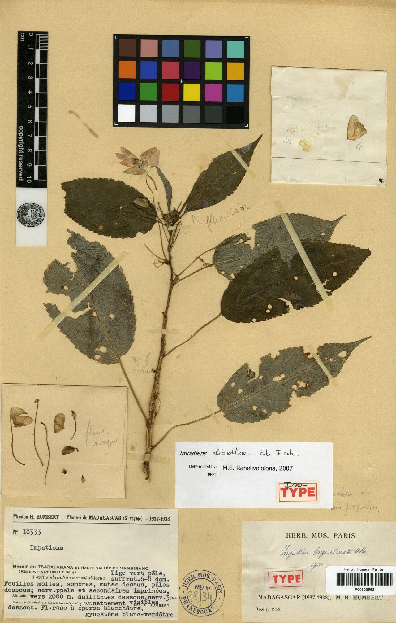 Impatiens elisettae — houseplant care guide